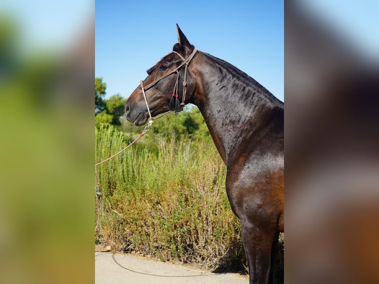 Andalusier Stute 4 Jahre 152 cm Rotbrauner in Corona, CA
