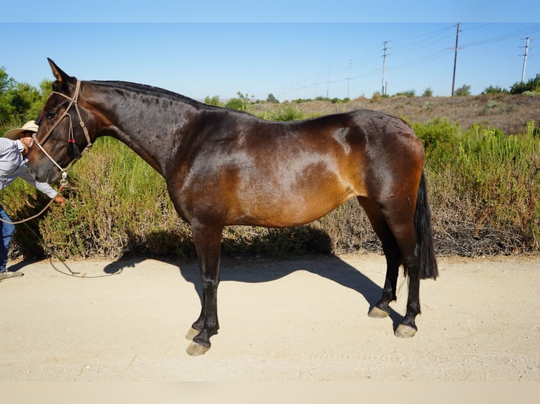 Andalusier Stute 4 Jahre 152 cm Rotbrauner in Corona, CA