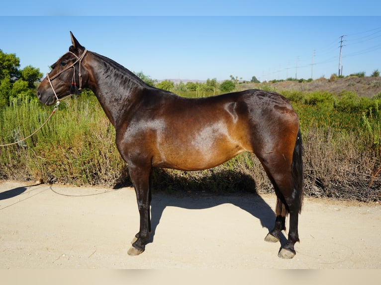Andalusier Stute 4 Jahre 152 cm Rotbrauner in Corona, CA