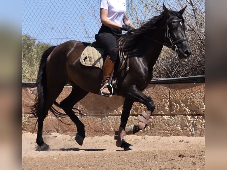 Andalusier Stute 4 Jahre 153 cm Rappe in Mallorca