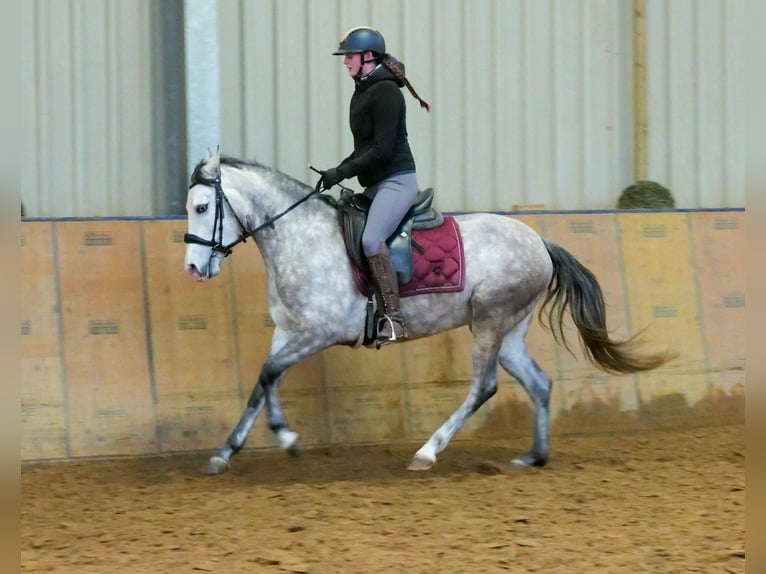 Andalusier Stute 4 Jahre 154 cm Schimmel in Neustadt (Wied)