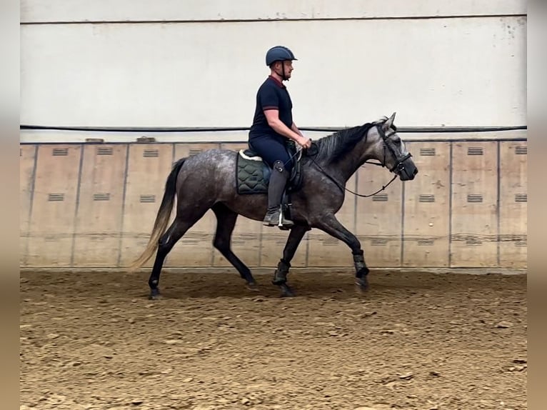 Andalusier Stute 4 Jahre 155 cm Blauschimmel in Neustadt (Wied)