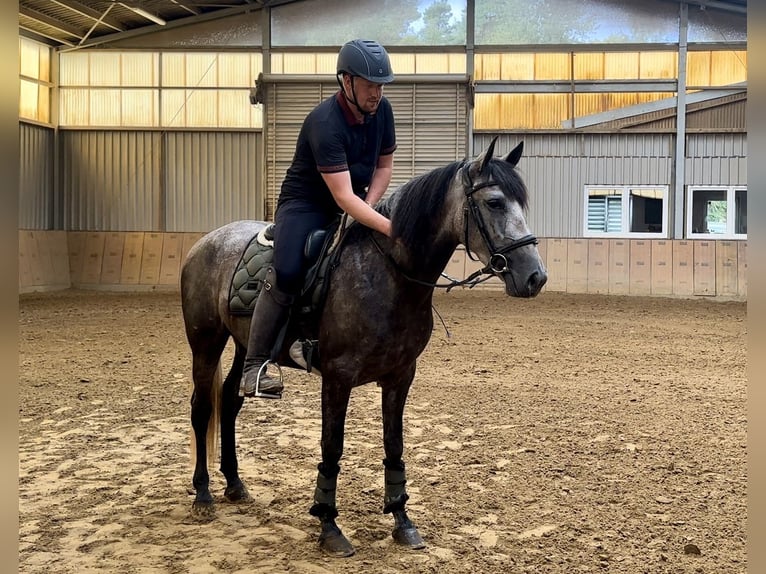 Andalusier Stute 4 Jahre 155 cm Blauschimmel in Neustadt (Wied)