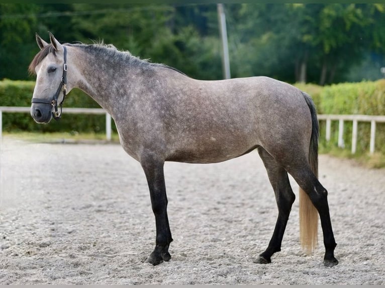 Andalusier Stute 4 Jahre 155 cm Blauschimmel in Neustadt (Wied)