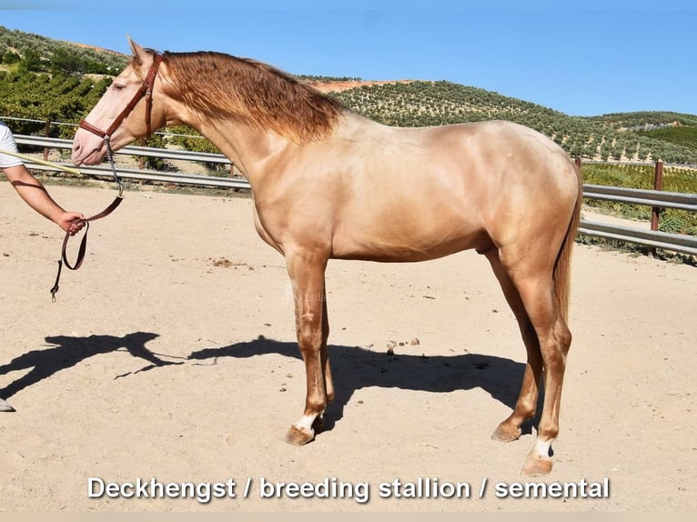 Andalusier Stute 4 Jahre 156 cm Palomino in Provinz Cordoba