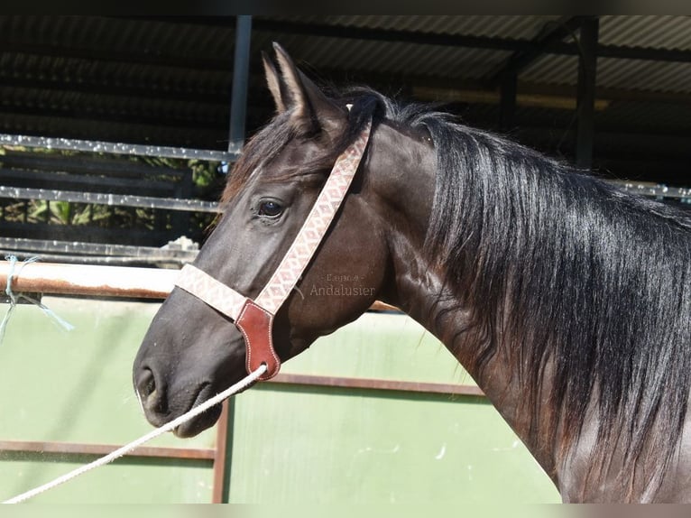 Andalusier Stute 4 Jahre 156 cm Rappe in Provinz Malaga