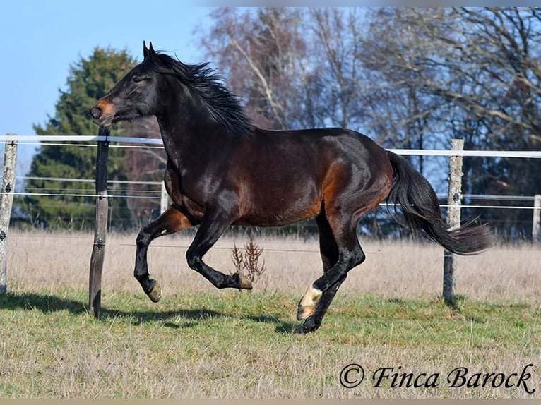 Andalusier Stute 4 Jahre 156 cm Schwarzbrauner in Wiebelsheim