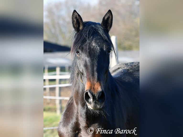 Andalusier Stute 4 Jahre 156 cm Schwarzbrauner in Wiebelsheim