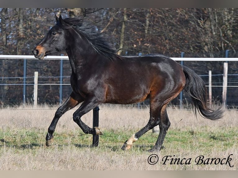 Andalusier Stute 4 Jahre 156 cm Schwarzbrauner in Wiebelsheim