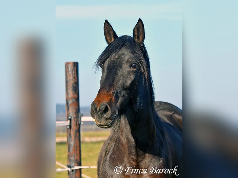 Andalusier Stute 4 Jahre 156 cm Schwarzbrauner in Wiebelsheim