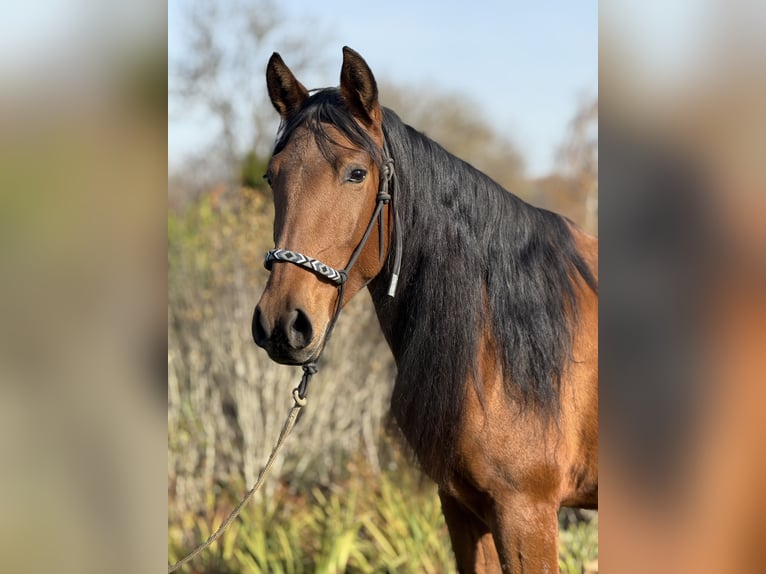 Andalusier Stute 4 Jahre 157 cm Brauner in Achstetten