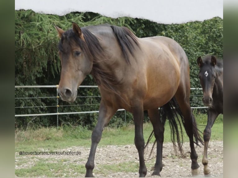 Andalusier Stute 4 Jahre 157 cm Brauner in Achstetten