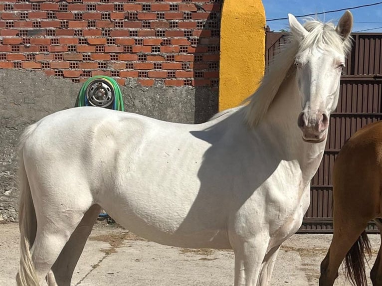 Andalusier Stute 4 Jahre 157 cm Cremello in Cacéres