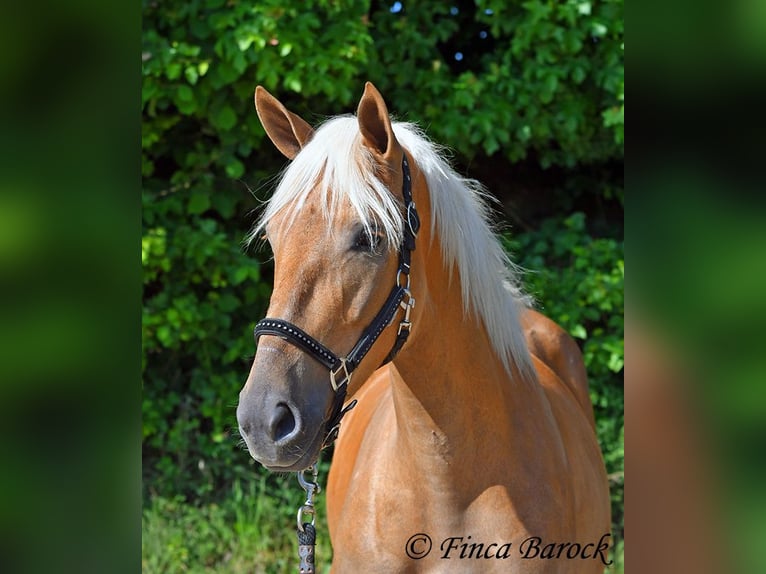 Andalusier Stute 4 Jahre 157 cm Palomino in Wiebelsheim