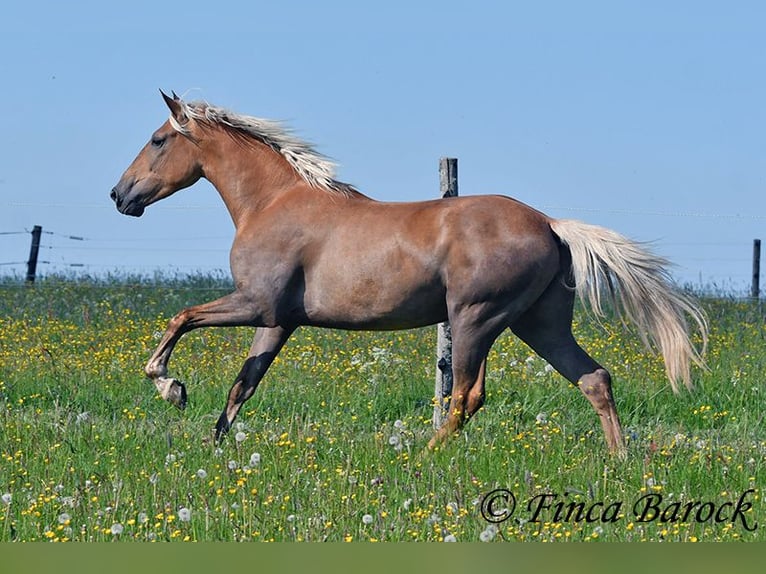 Andalusier Stute 4 Jahre 157 cm Palomino in Wiebelsheim
