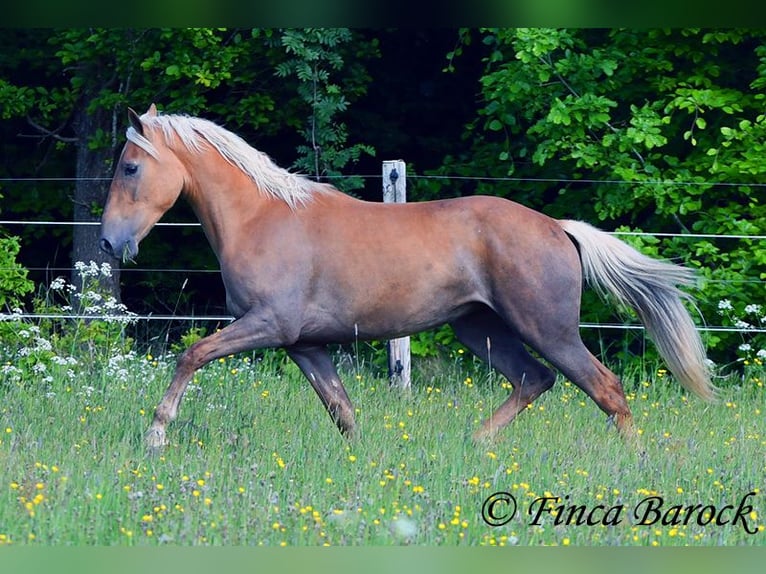 Andalusier Stute 4 Jahre 157 cm Palomino in Wiebelsheim