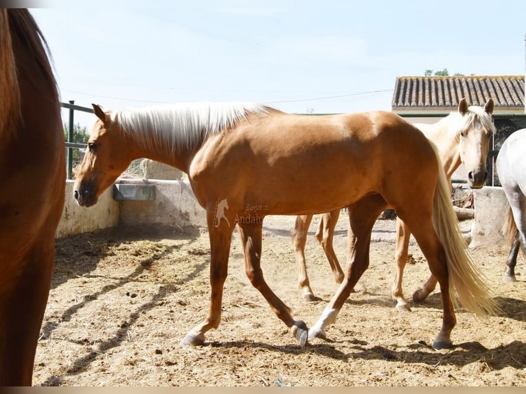 Andalusier Stute 4 Jahre 157 cm Palomino in Provinz Granada