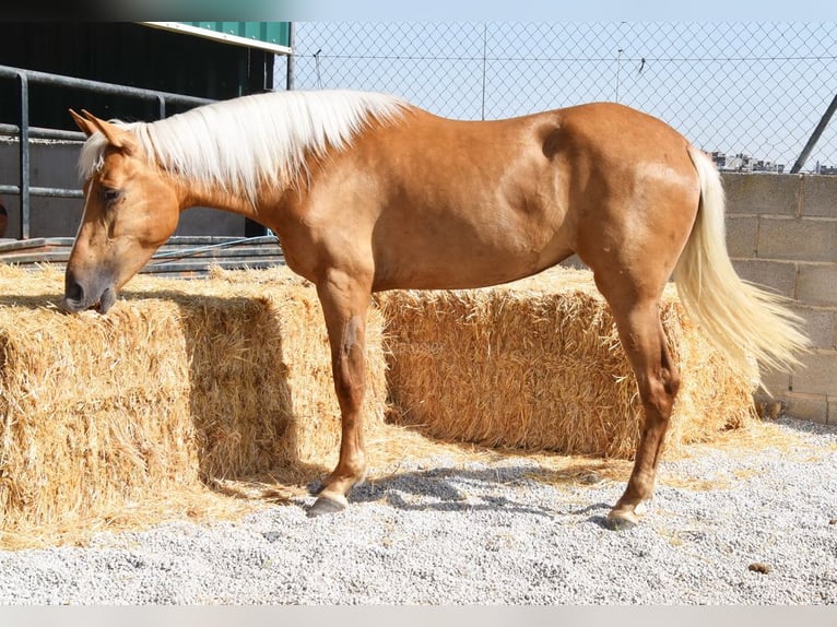 Andalusier Stute 4 Jahre 157 cm Palomino in Provinz Granada