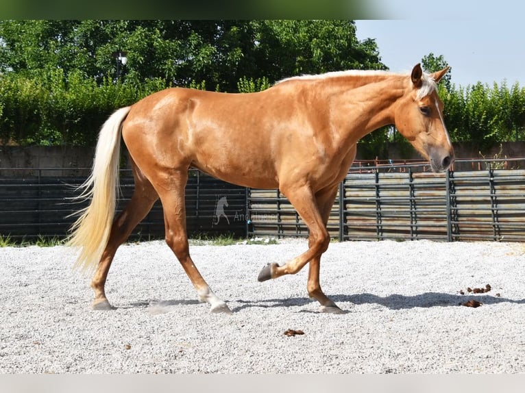 Andalusier Stute 4 Jahre 157 cm Palomino in Provinz Granada