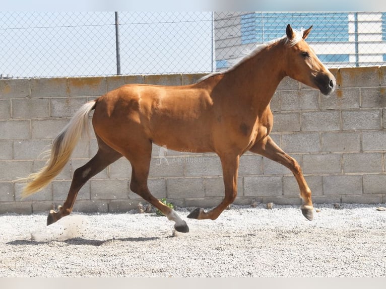 Andalusier Stute 4 Jahre 157 cm Palomino in Provinz Granada