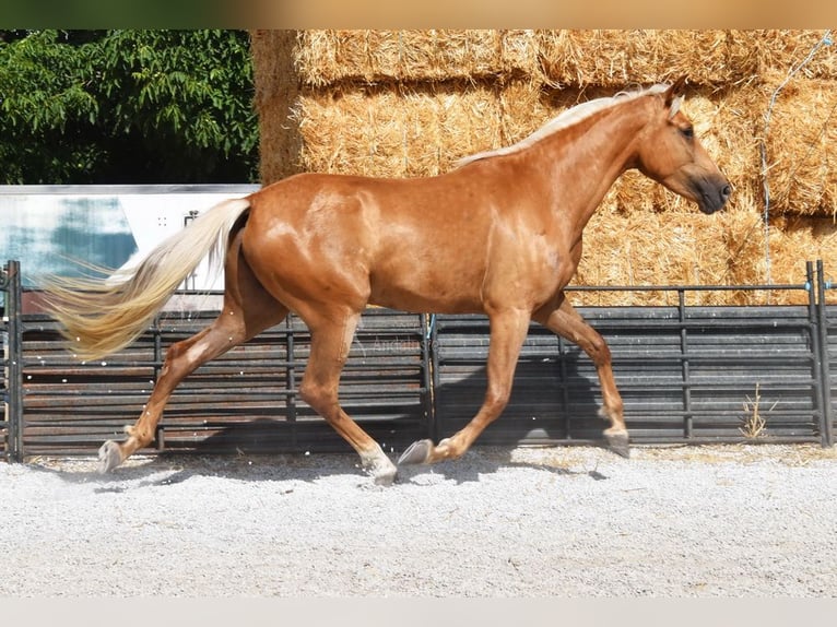 Andalusier Stute 4 Jahre 157 cm Palomino in Provinz Granada