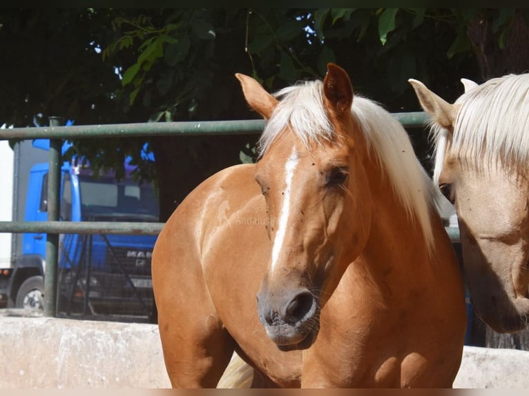 Andalusier Stute 4 Jahre 157 cm Palomino in Provinz Granada