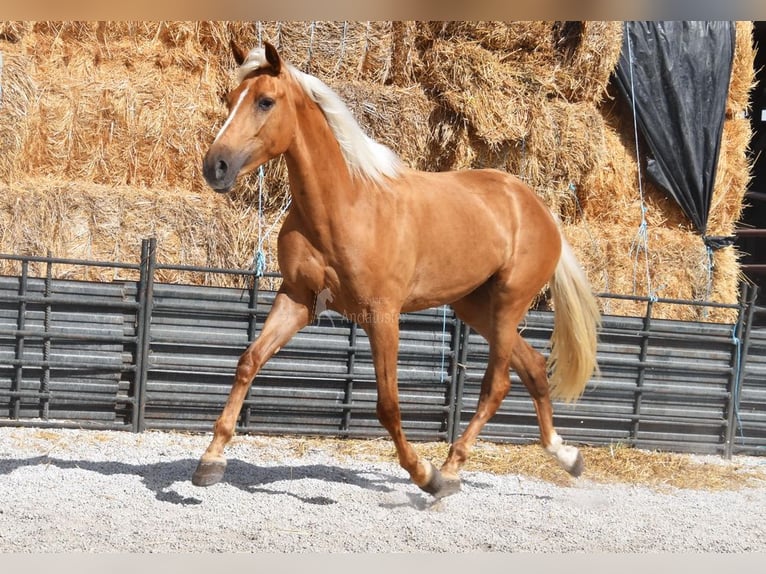 Andalusier Stute 4 Jahre 157 cm Palomino in Provinz Granada