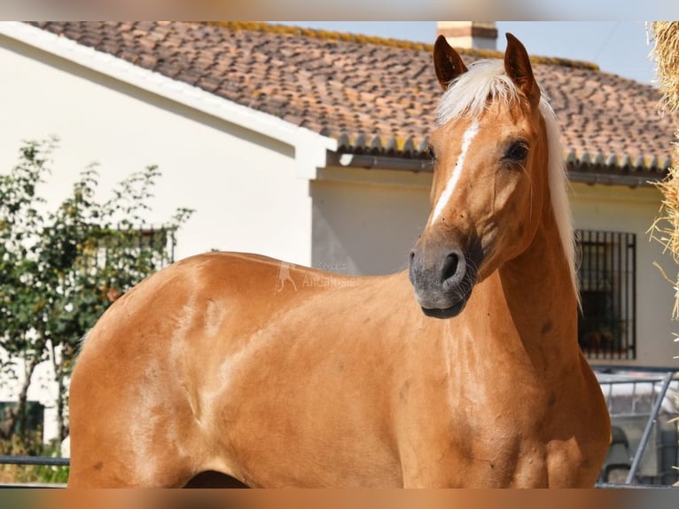 Andalusier Stute 4 Jahre 157 cm Palomino in Provinz Granada