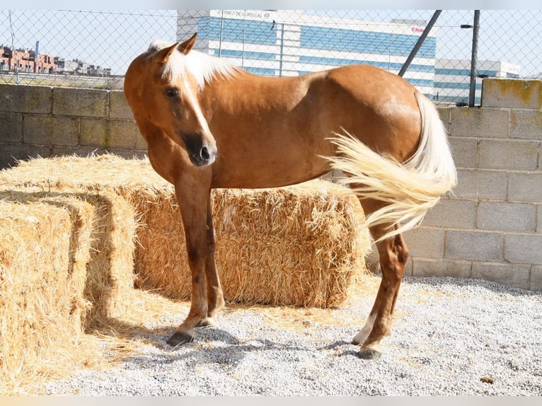 Andalusier Stute 4 Jahre 157 cm Palomino in Provinz Granada