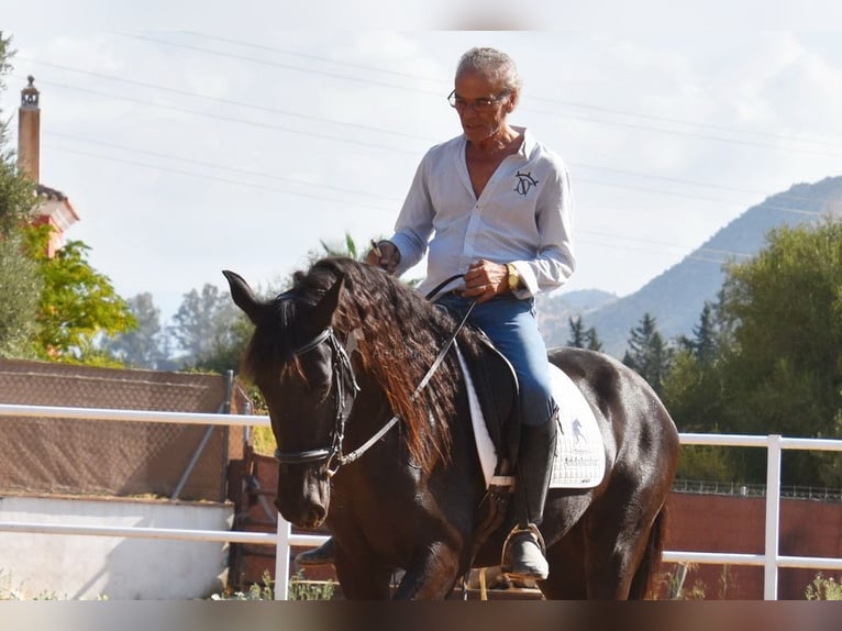 Andalusier Stute 4 Jahre 157 cm Rappe in Provinz Malaga