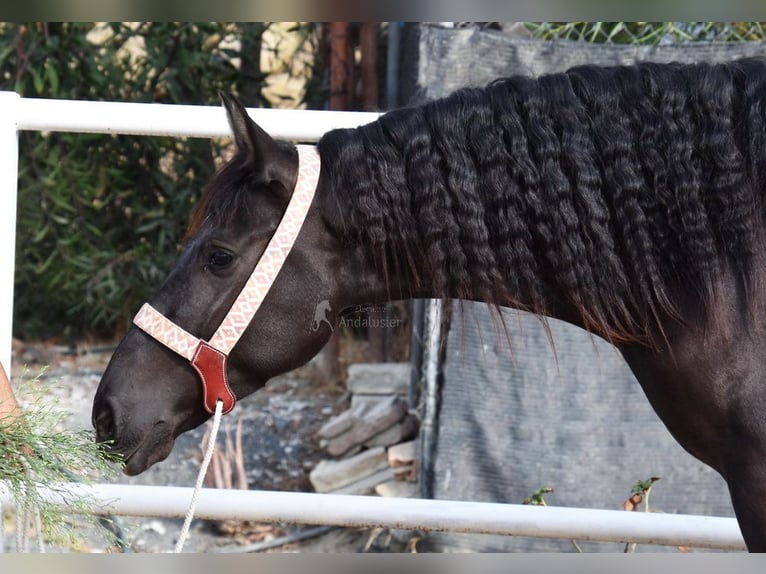 Andalusier Stute 4 Jahre 157 cm Rappe in Provinz Malaga
