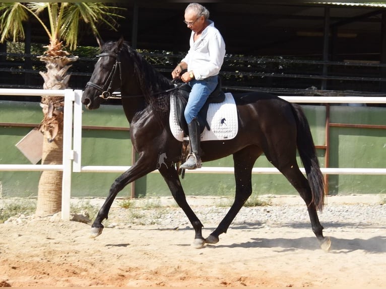 Andalusier Stute 4 Jahre 157 cm Rappe in Provinz Malaga
