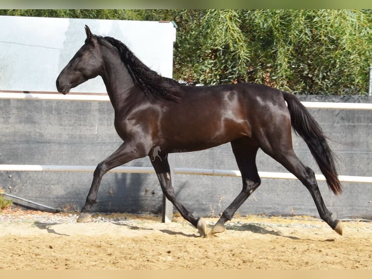 Andalusier Stute 4 Jahre 157 cm Rappe in Provinz Malaga