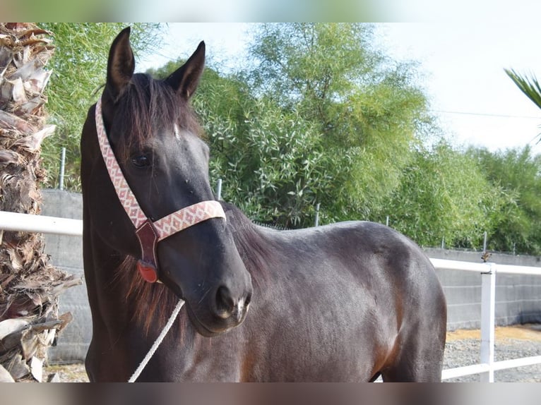 Andalusier Stute 4 Jahre 157 cm Rappe in Provinz Malaga