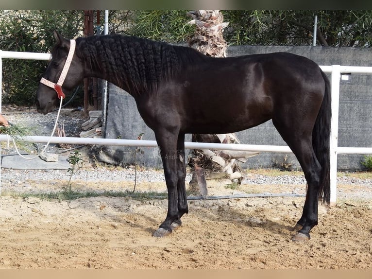 Andalusier Stute 4 Jahre 157 cm Rappe in Provinz Malaga