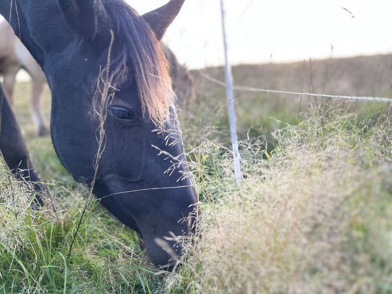 Andalusier Stute 4 Jahre 157 cm Schwarzbrauner in Wetter