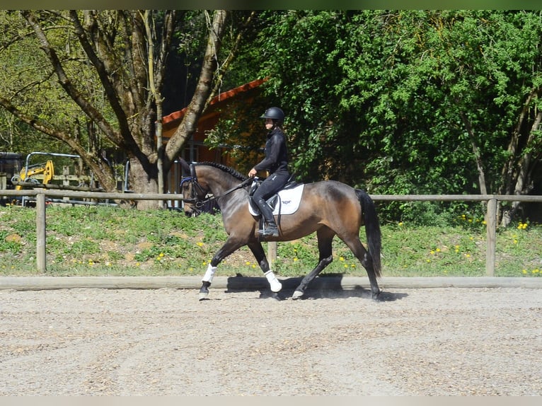 Andalusier Stute 4 Jahre 158 cm Dunkelbrauner in Wellheim