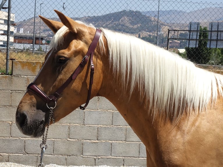 Andalusier Mix Stute 4 Jahre 158 cm Palomino in Co&#xED;n, M&#xE1;laga