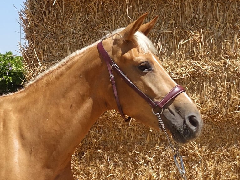 Andalusier Mix Stute 4 Jahre 158 cm Palomino in Co&#xED;n, M&#xE1;laga