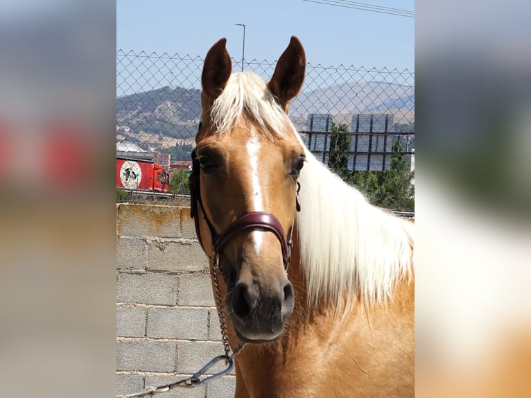 Andalusier Mix Stute 4 Jahre 158 cm Palomino in Co&#xED;n, M&#xE1;laga