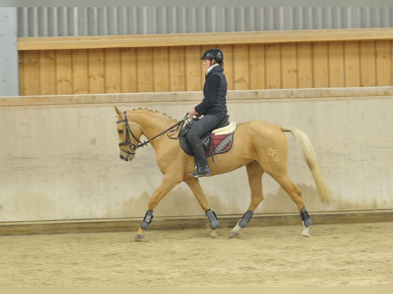 Andalusier Stute 4 Jahre 158 cm Palomino in Wellheim