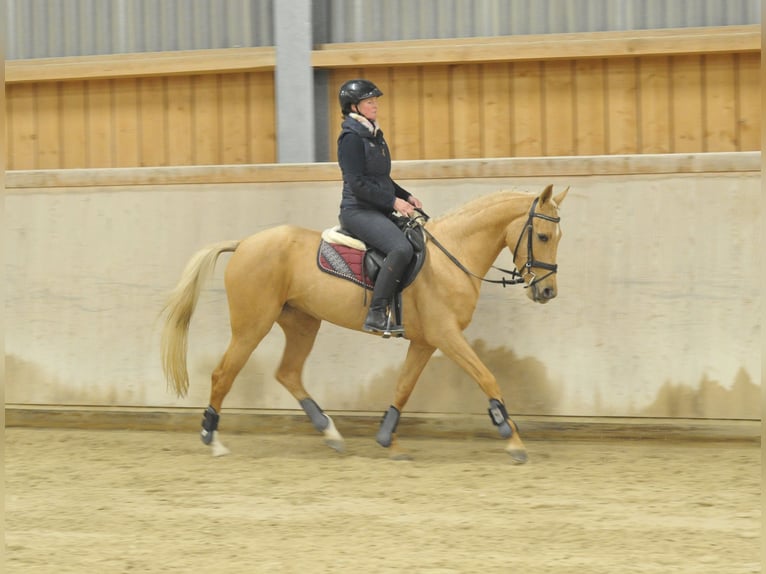 Andalusier Stute 4 Jahre 158 cm Palomino in Wellheim