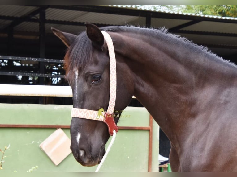 Andalusier Stute 4 Jahre 158 cm Rappe in Provinz Malaga