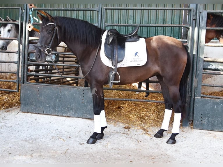 Andalusier Stute 4 Jahre 160 cm Rappe in Provinz Granada