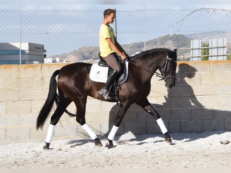 Andalusier Stute 4 Jahre 160 cm Rappe in Provinz Granada