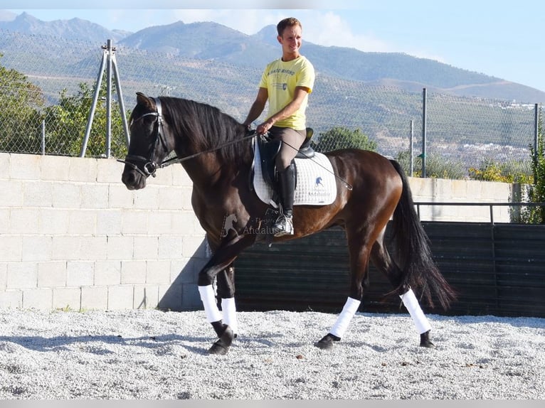 Andalusier Stute 4 Jahre 160 cm Rappe in Provinz Granada