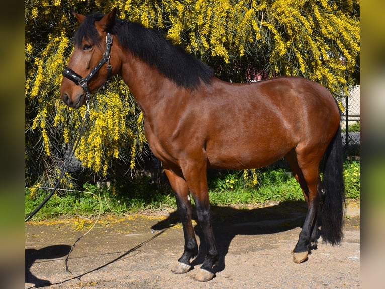 Andalusier Mix Stute 4 Jahre 161 cm Brauner in Tabernas Almeria