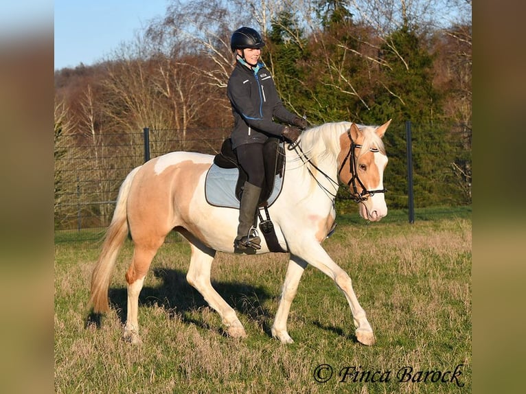 Andalusier Mix Stute 4 Jahre 161 cm Schecke in Wiebelsheim