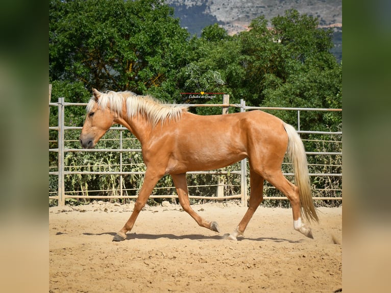 Andalusier Stute 4 Jahre 163 cm Palomino in Malaga