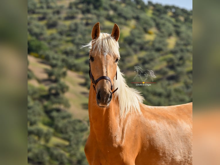 Andalusier Stute 4 Jahre 163 cm Palomino in Malaga